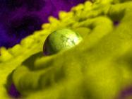 Bug N Out купить